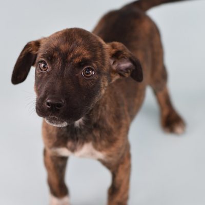 2023-04-18 Brownie 2