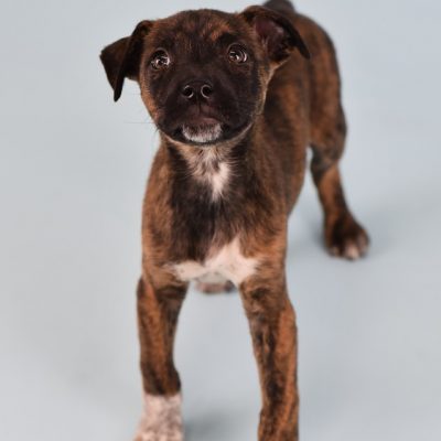 2023-04-18 Brownie 3