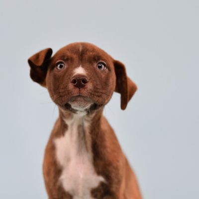 2023-04-18 Hazelnut 3