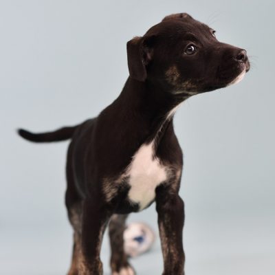 2023-04-18 Mocha 2