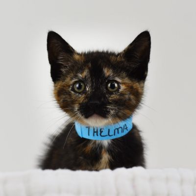 2023-06-28 Thelma 1