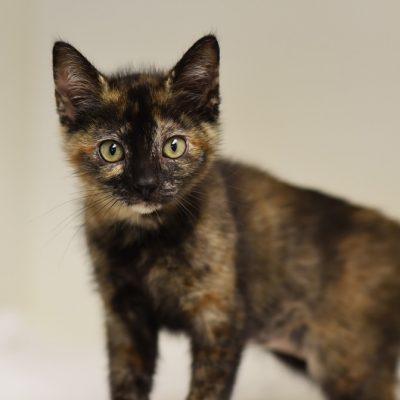2023-11-14 Ambrosia etc litter 6