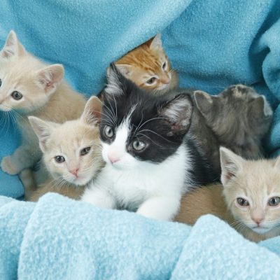 2023.5.14 kittens2