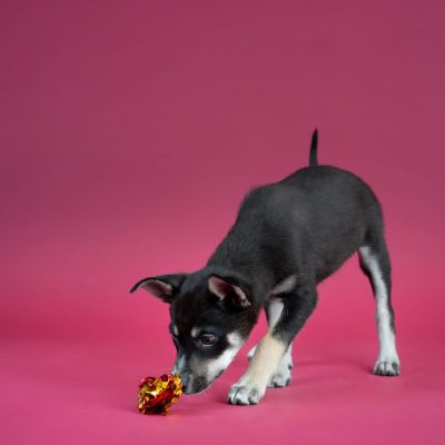 2025_04_30_Puppy01_Silke-1