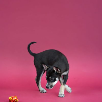 2025_04_30_Puppy01_Silke-2