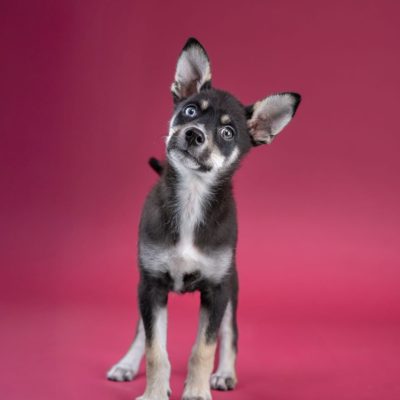 2025_04_30_Puppy01_Silke-3