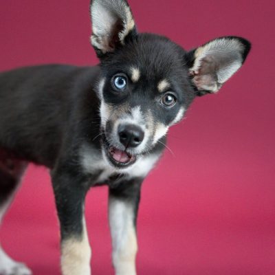 2025_04_30_Puppy01_Silke-4