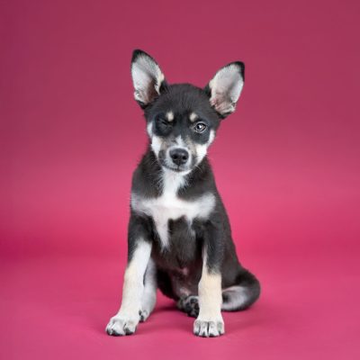 2025_04_30_Puppy01_Silke-5