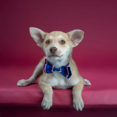 2025_04_30_Puppy02_Silke-1
