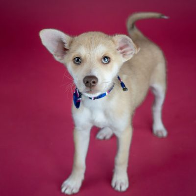 2025_04_30_Puppy02_Silke-4