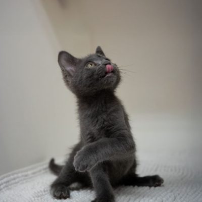 2025_06_03_GreyKittens_Silke 002
