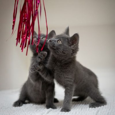 2025_06_03_GreyKittens_Silke 003