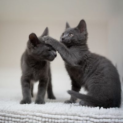 2025_06_03_GreyKittens_Silke 004