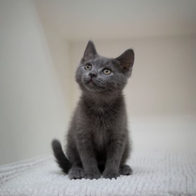 2025_06_03_GreyKittens_Silke 005