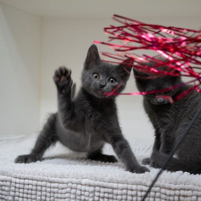 2025_06_03_GreyKittens_Silke 006