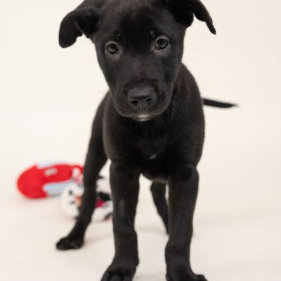 2025_5_25_BlackPuppy_Lana-2