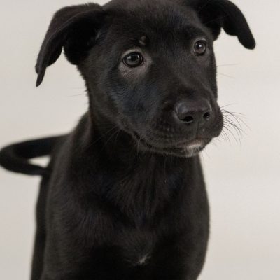 2025_5_25_BlackPuppy_Lana-3