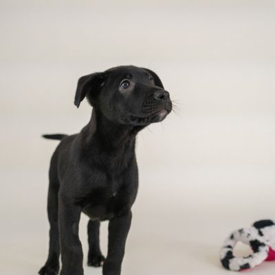 2025_5_25_BlackPuppy_Lana-4