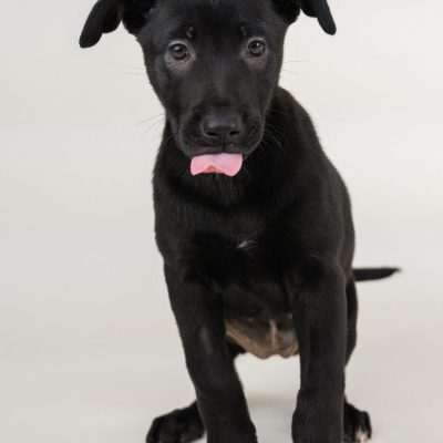 2025_5_25_BlackPuppy_Lana-5