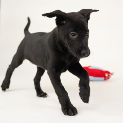 2025_5_25_BlackPuppy_Lana