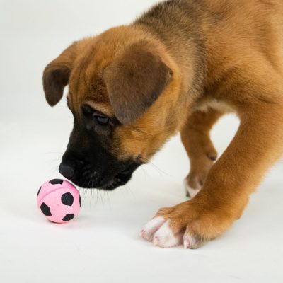 2025_5_25_GoldenPuppy_Lana-2