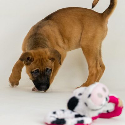2025_5_25_GoldenPuppy_Lana-5