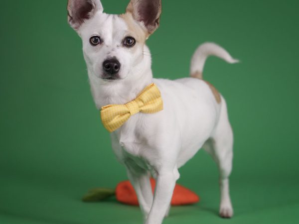 2026_03_26_Faye_Silke- (1)