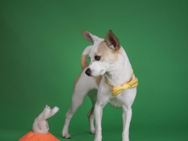 2026_03_26_Faye_Silke--2 (1)