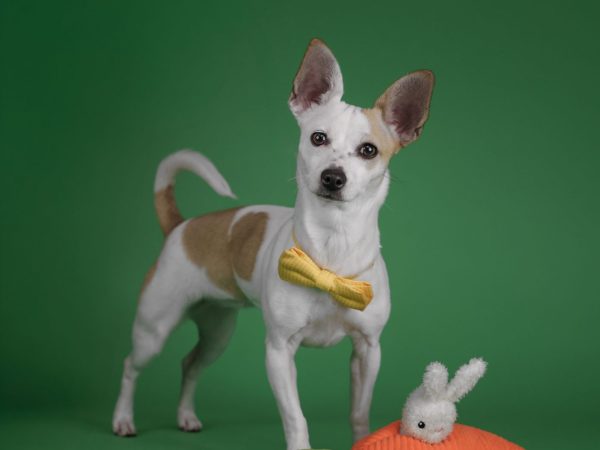 2026_03_26_Faye_Silke--3 (1)