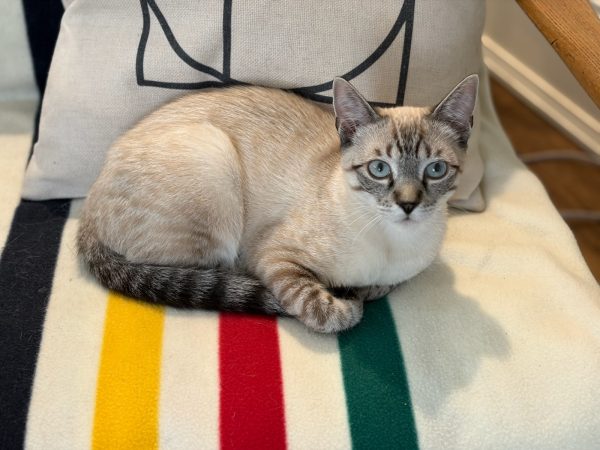 23301aa368064498ae666f0bc4be6aff