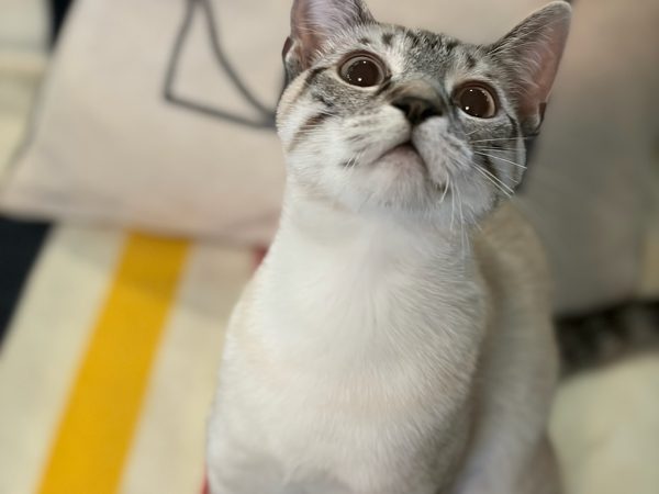 2e272a88000d4c218a1ad2c71129015e