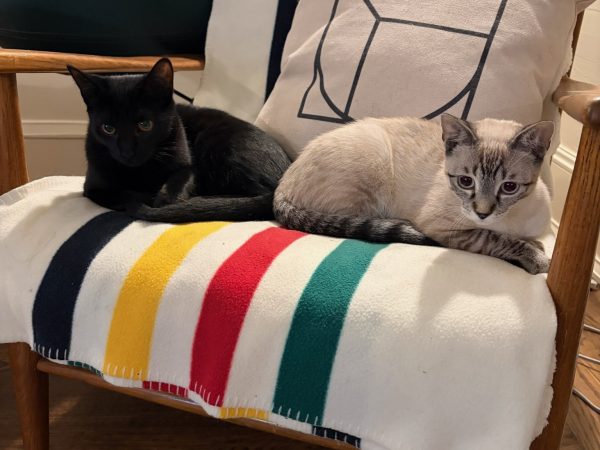 450a65b9f1314b75bea301151001344b