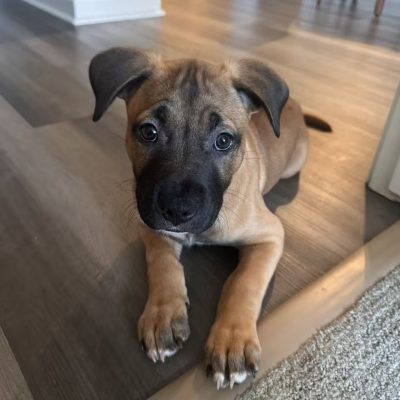 4614f471e0320cb21f1d97d83eda5273