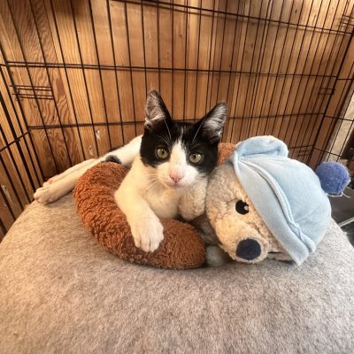 4CEF4EA4-25F5-4A57-8250-57A6ED0D6E4A_1_105_c