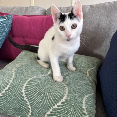 63E81F22-EF08-4F9D-A9A4-A2575D09EB45