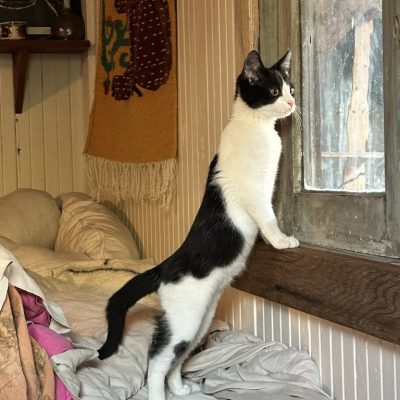 6785F7F1-87B5-4193-8837-5CC6FEAA9F41_1_105_c