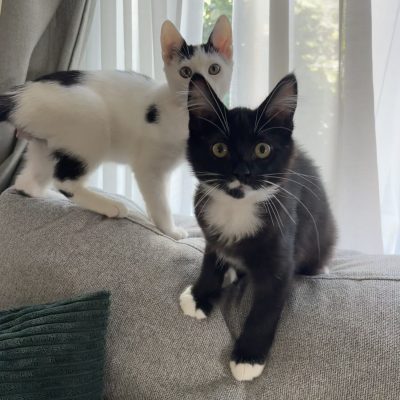 71A7D7AC-8E2B-4FDA-B0D7-7A46952BA139_1_201_a