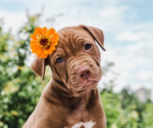 Adorable Pit Bull puppy with an orange flower in its ear