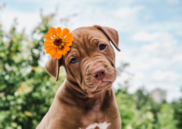 Adorable Pit Bull puppy with an orange flower in its ear