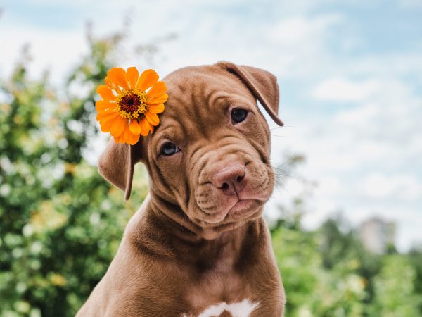 Adorable Pit Bull puppy with an orange flower in its ear