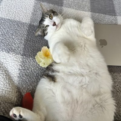 9a9e8ec3f437421eb2956664ca87dfd2