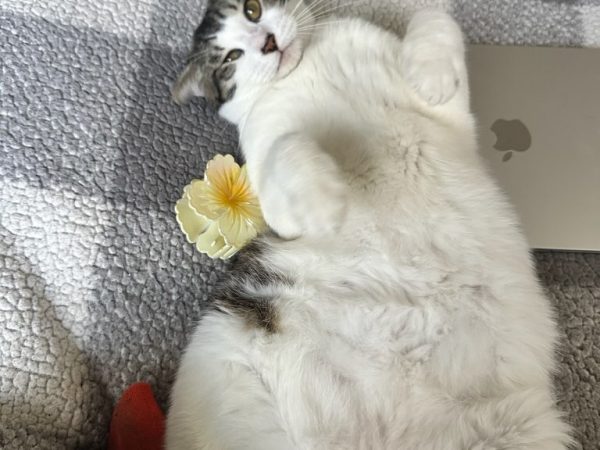 9a9e8ec3f437421eb2956664ca87dfd2