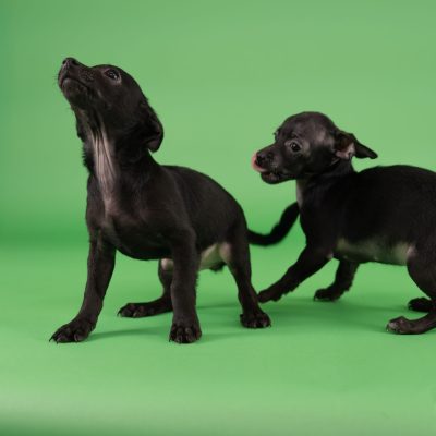 Ace and Stacy