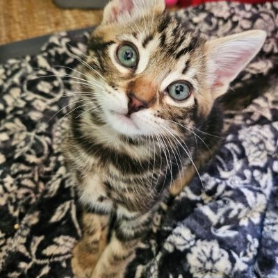 Amos