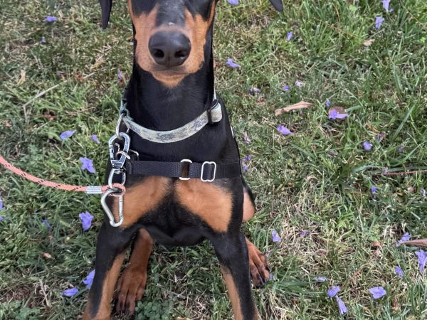 Benny Dobie