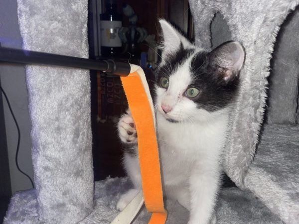 CF85ACE7-1905-4E10-ACA5-56FEA9A7BBA9