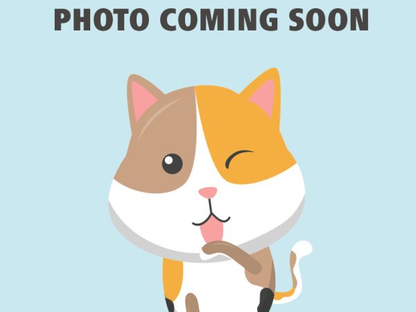 COMING SOON- CAT