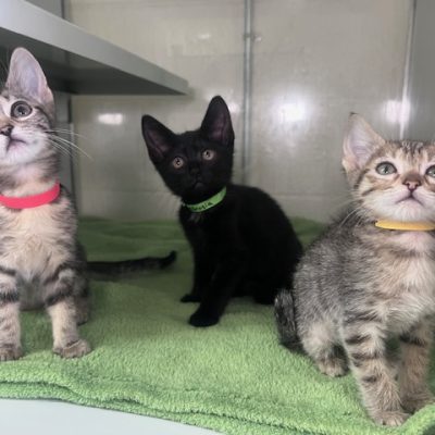 Caprese,Ambrosia,Cesar