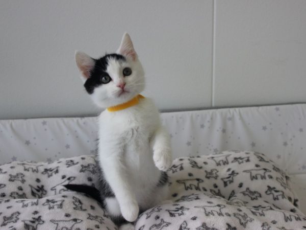 Chidi (1)