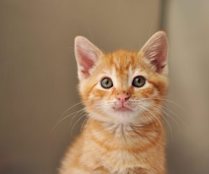 orange tabby kitten with spots on nose looking into camera
